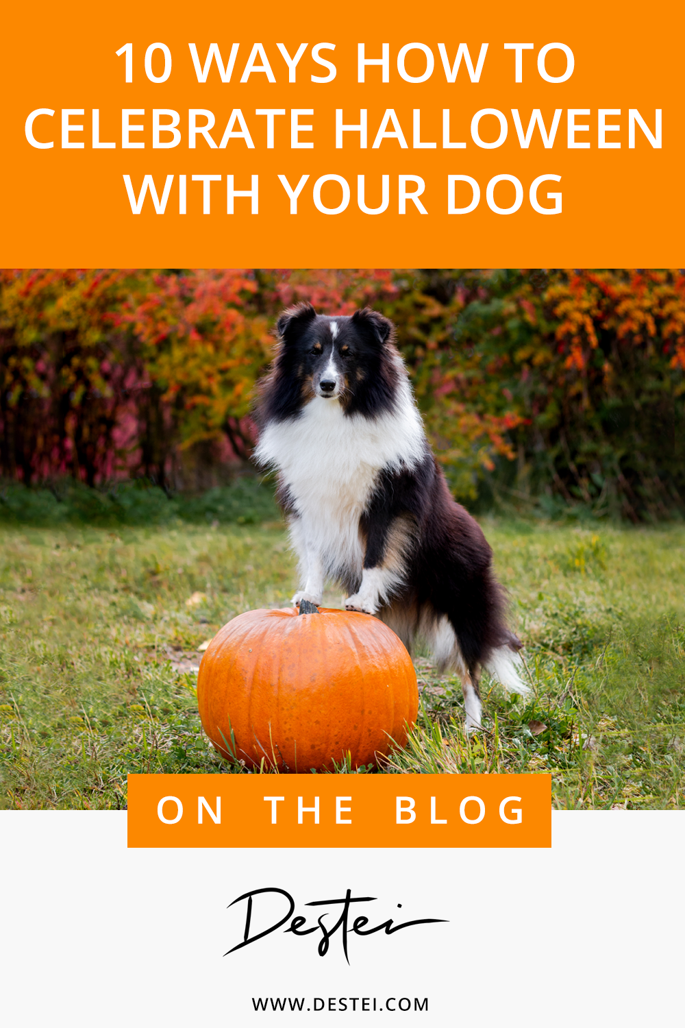 10 Ways How To Celebrate Halloween With Your Dog – Designs By Destei