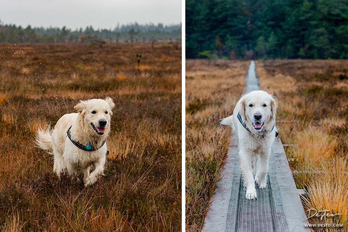 Golden Retriever At The Wetlands By Destei